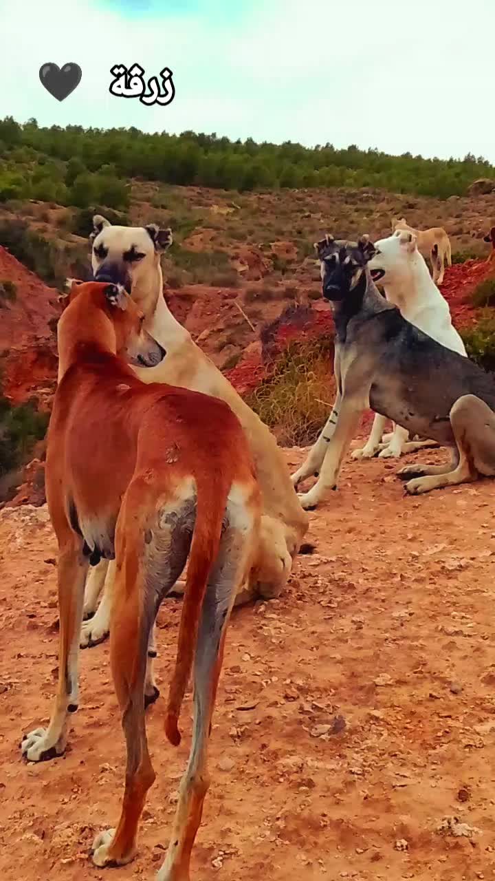 @Ãli khadroui ❤️🔥