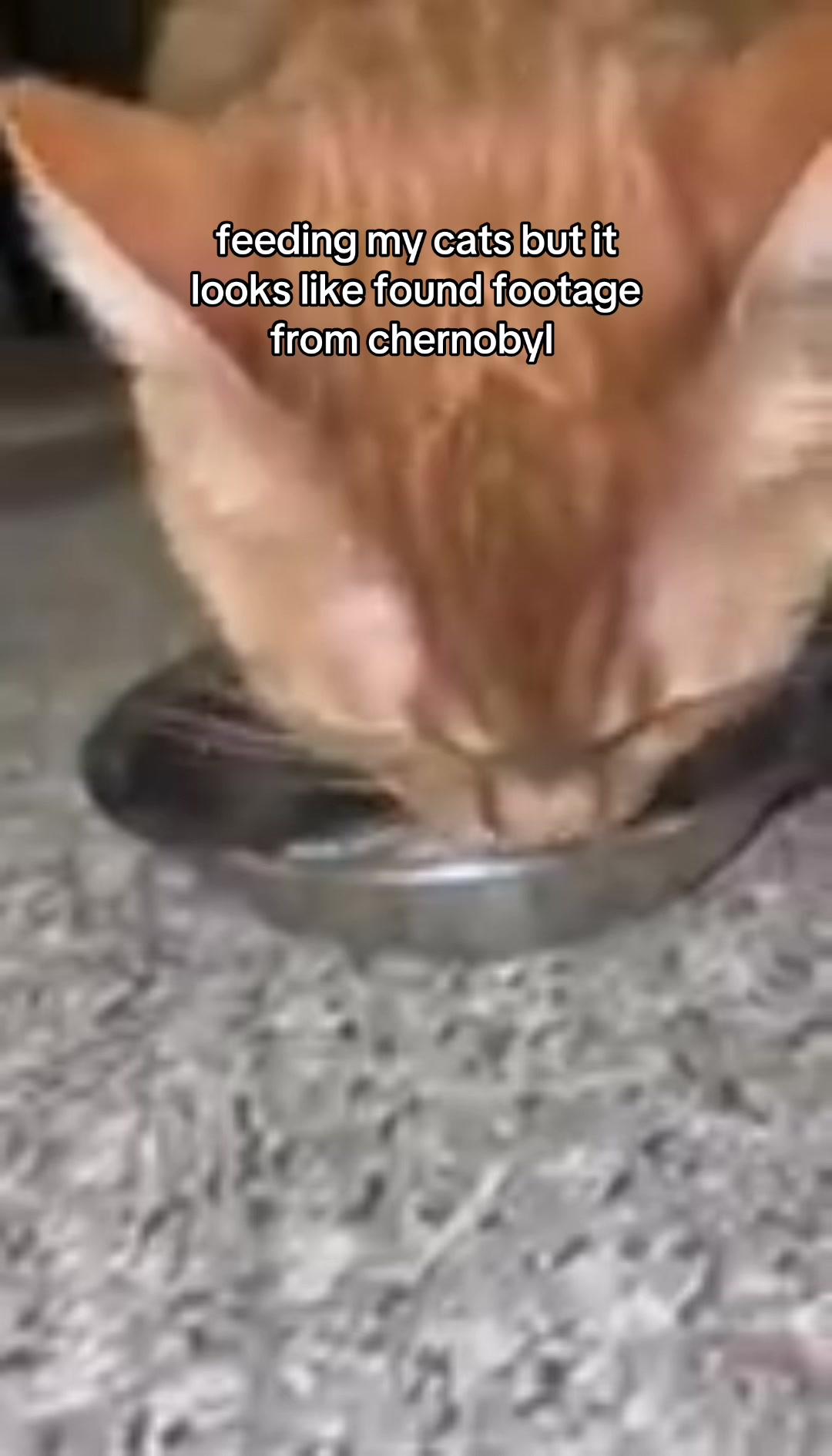 @Pickle 🐈⬛ & Izzy 🐅