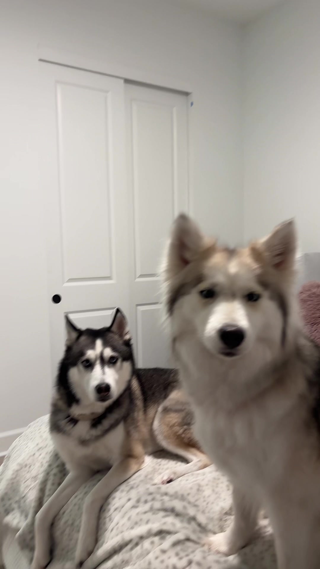 @lifewith2huskies