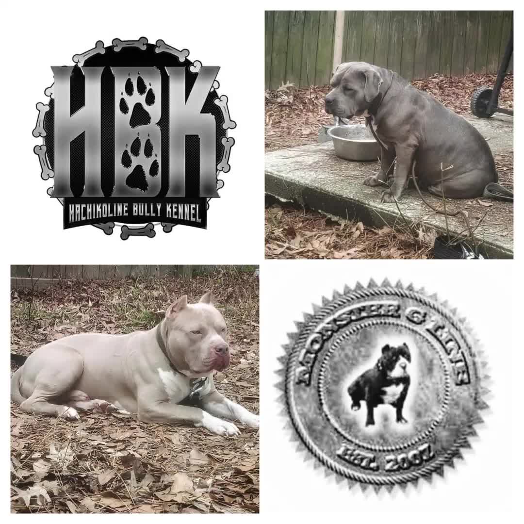 @HACHIKO LINE Bully Kennel