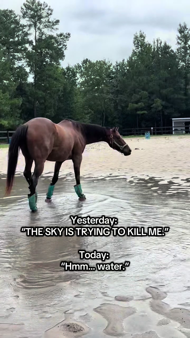@Lacy & Shooter the OTTB