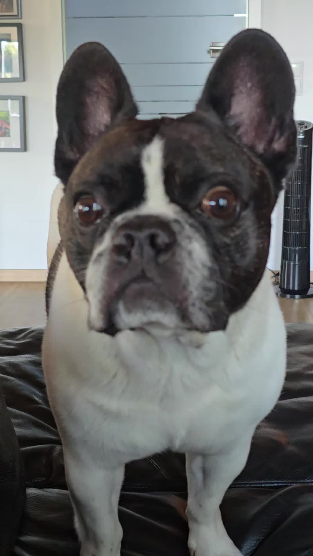 @Kylo und Samy 💙💙🐶🐕🍀🍀