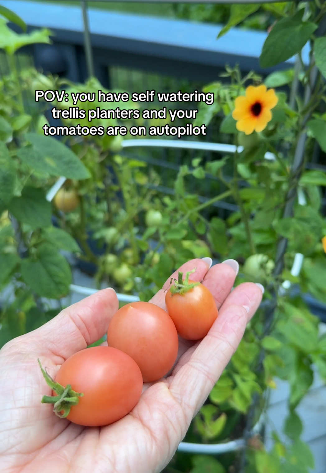 @The Ever Hopeful Gardener