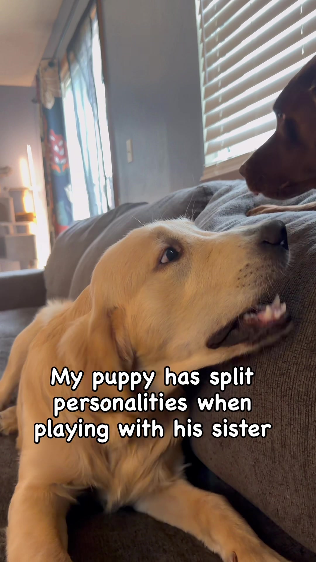@Koda, Harley, and Brody