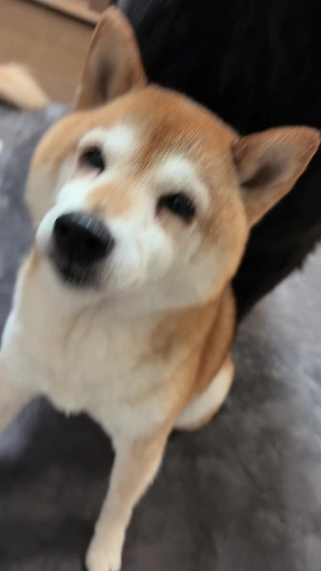 @ムックパパ🔶🐾
