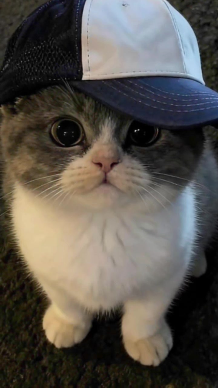 @cat _lover's