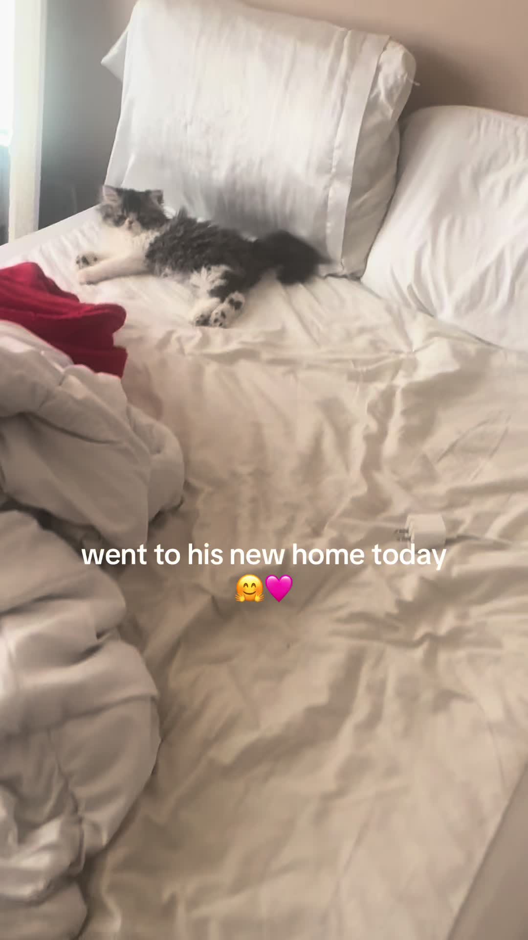 @henryetta.the.cat.lady