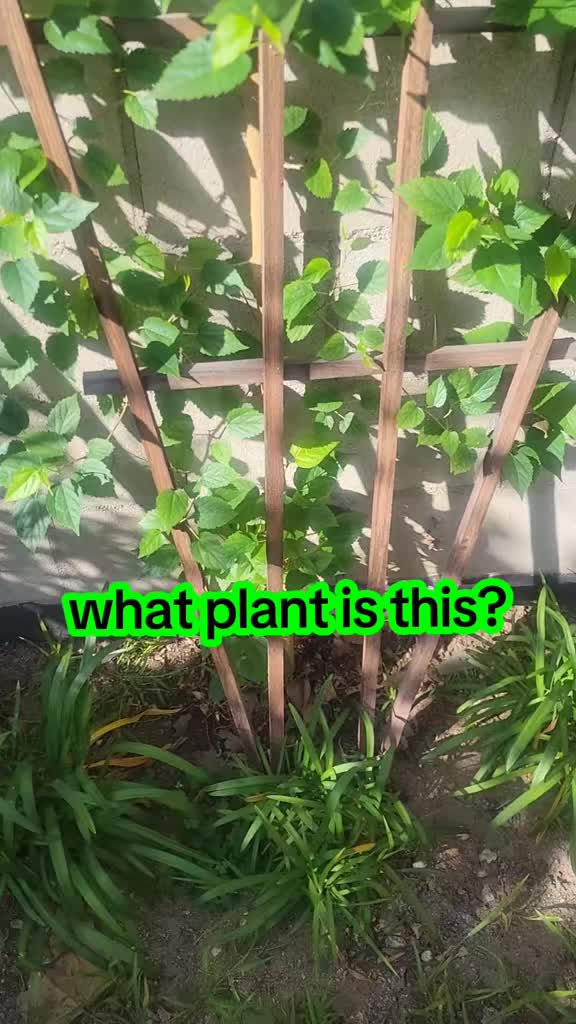 @JoeWavez🌿