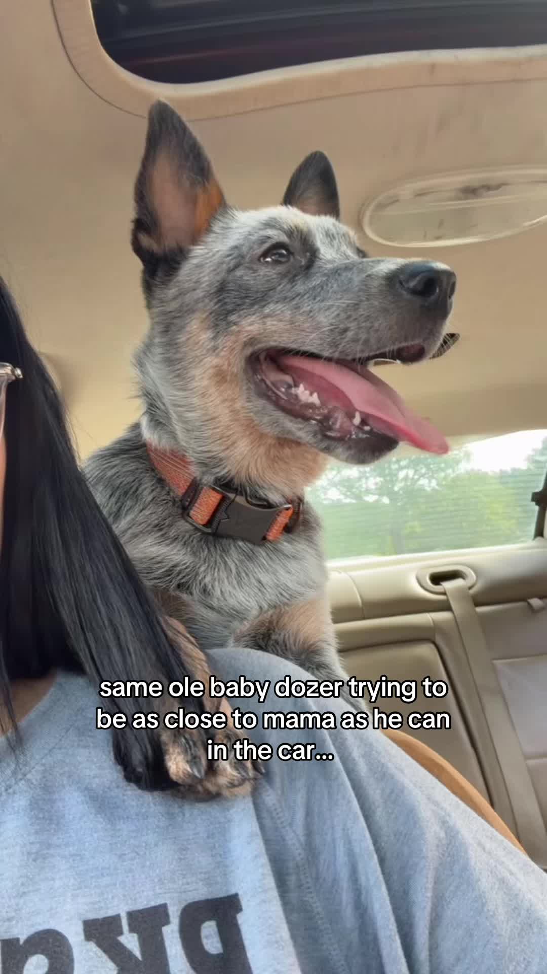 @dozer 🐾💞