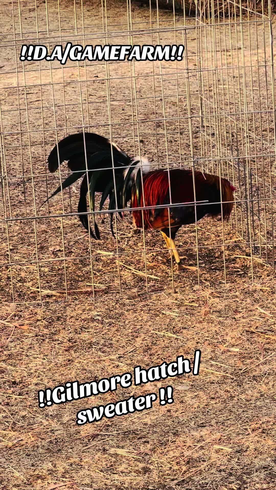 @DAgamefarm