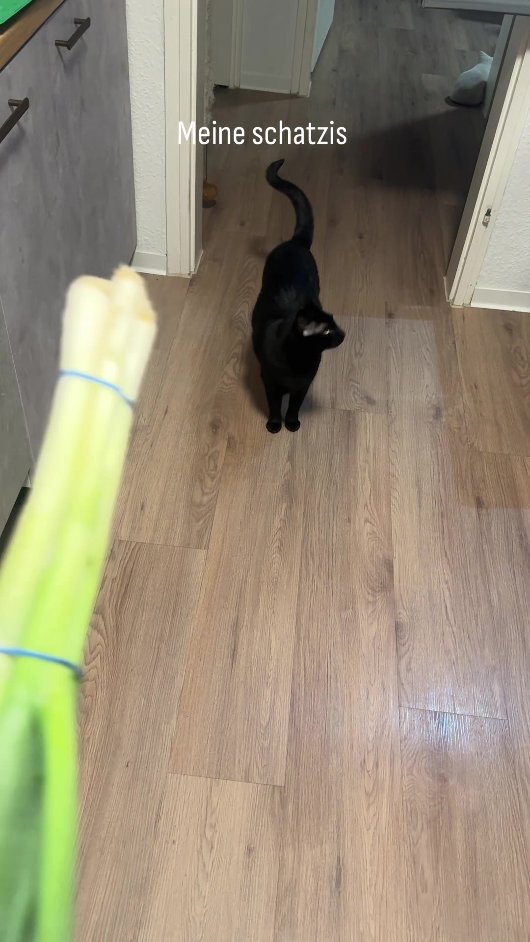 @Aileens_Katzen_Alltag