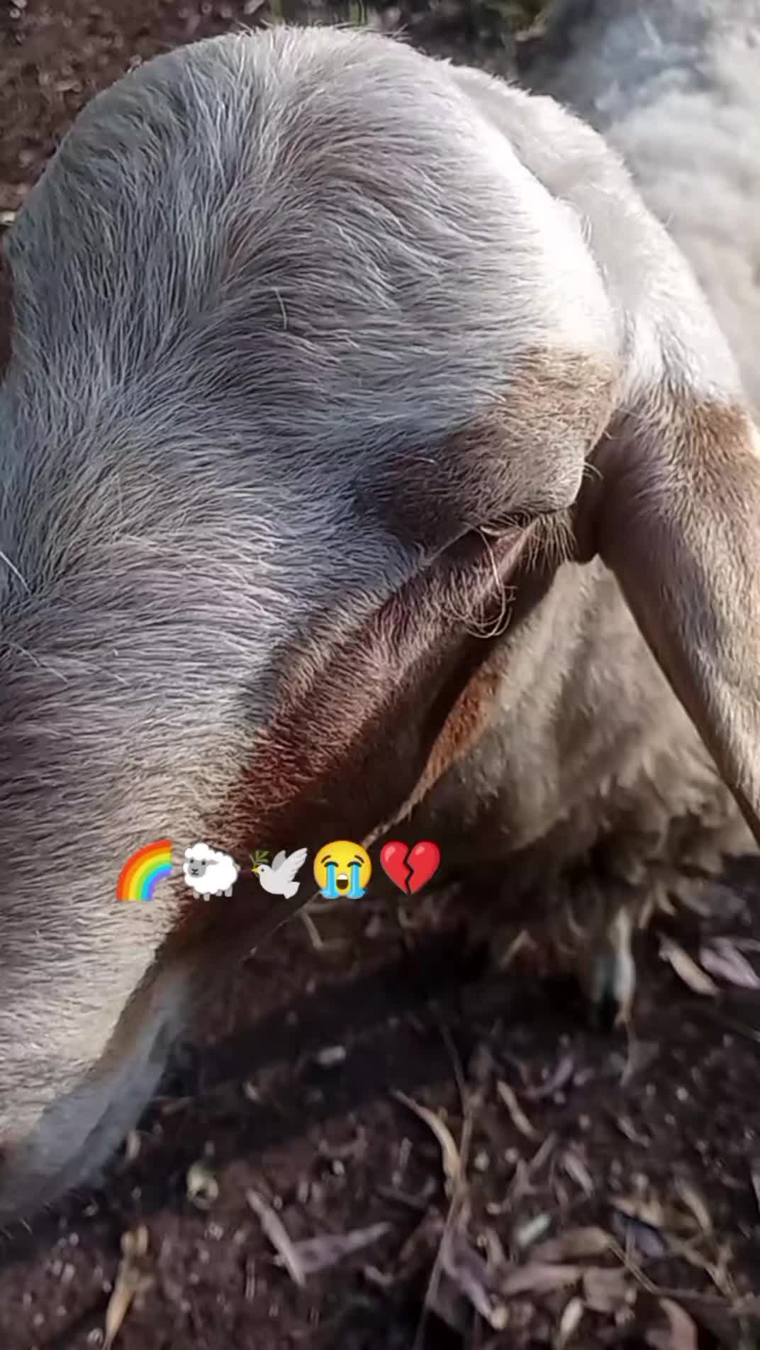 @matildelaurent14