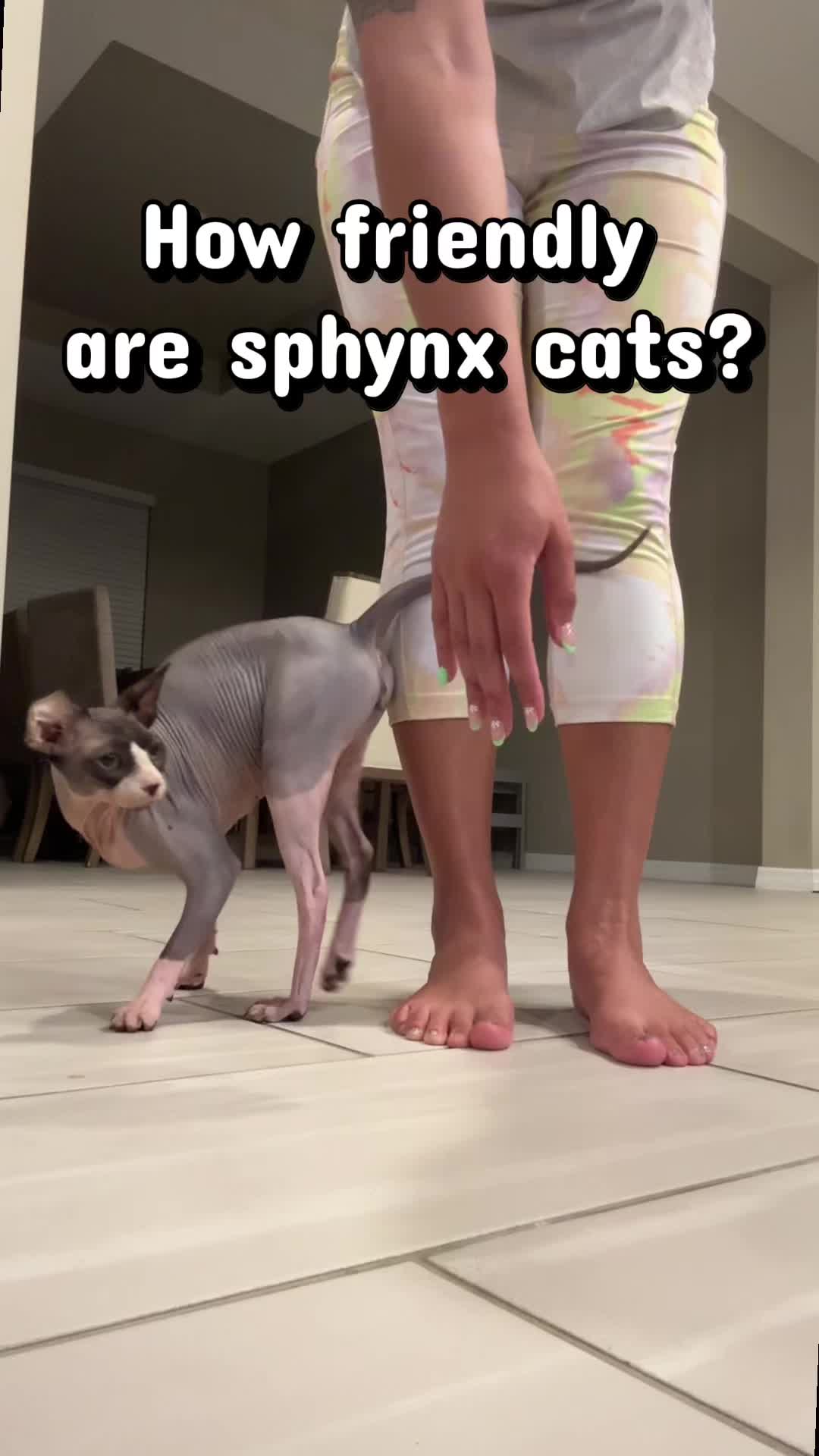 @BomboCats