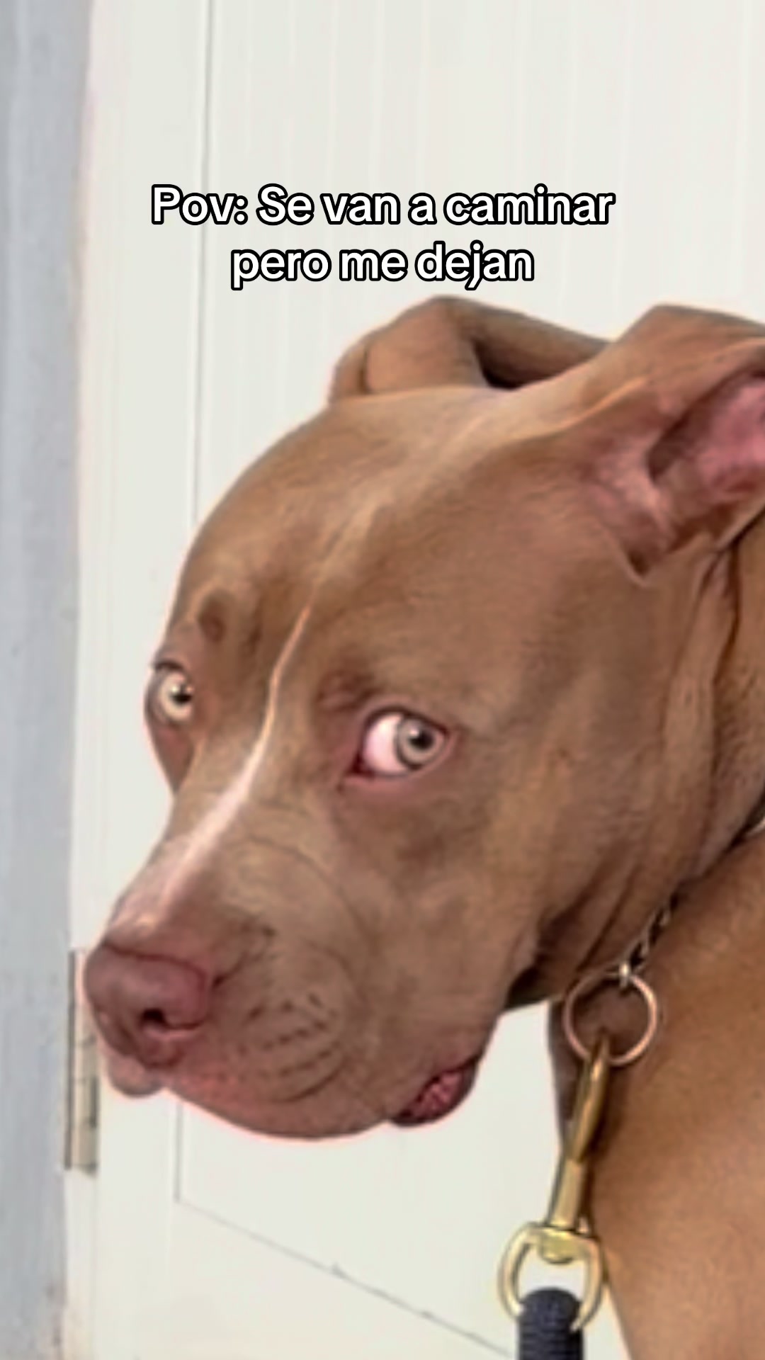 @Thor El Pitbull