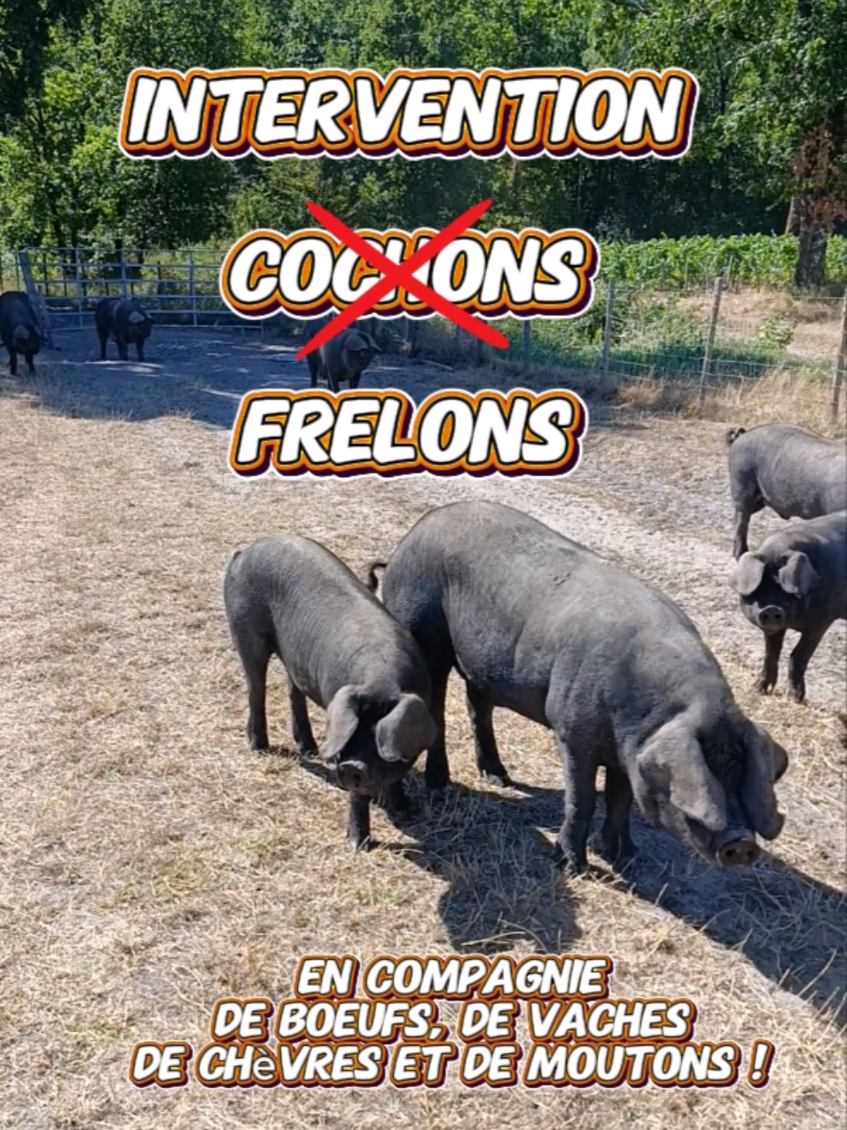 @Médoc Guêpes Frelons Services