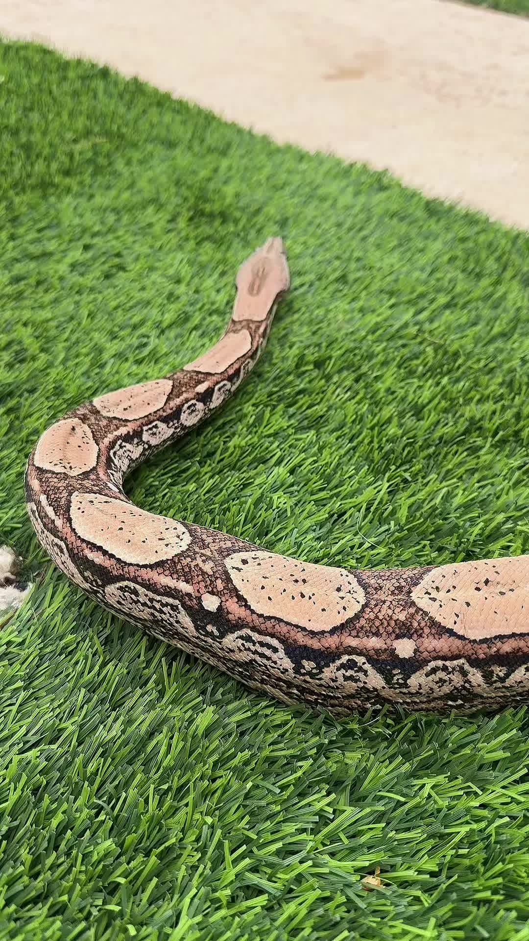 @Medusa Exotics