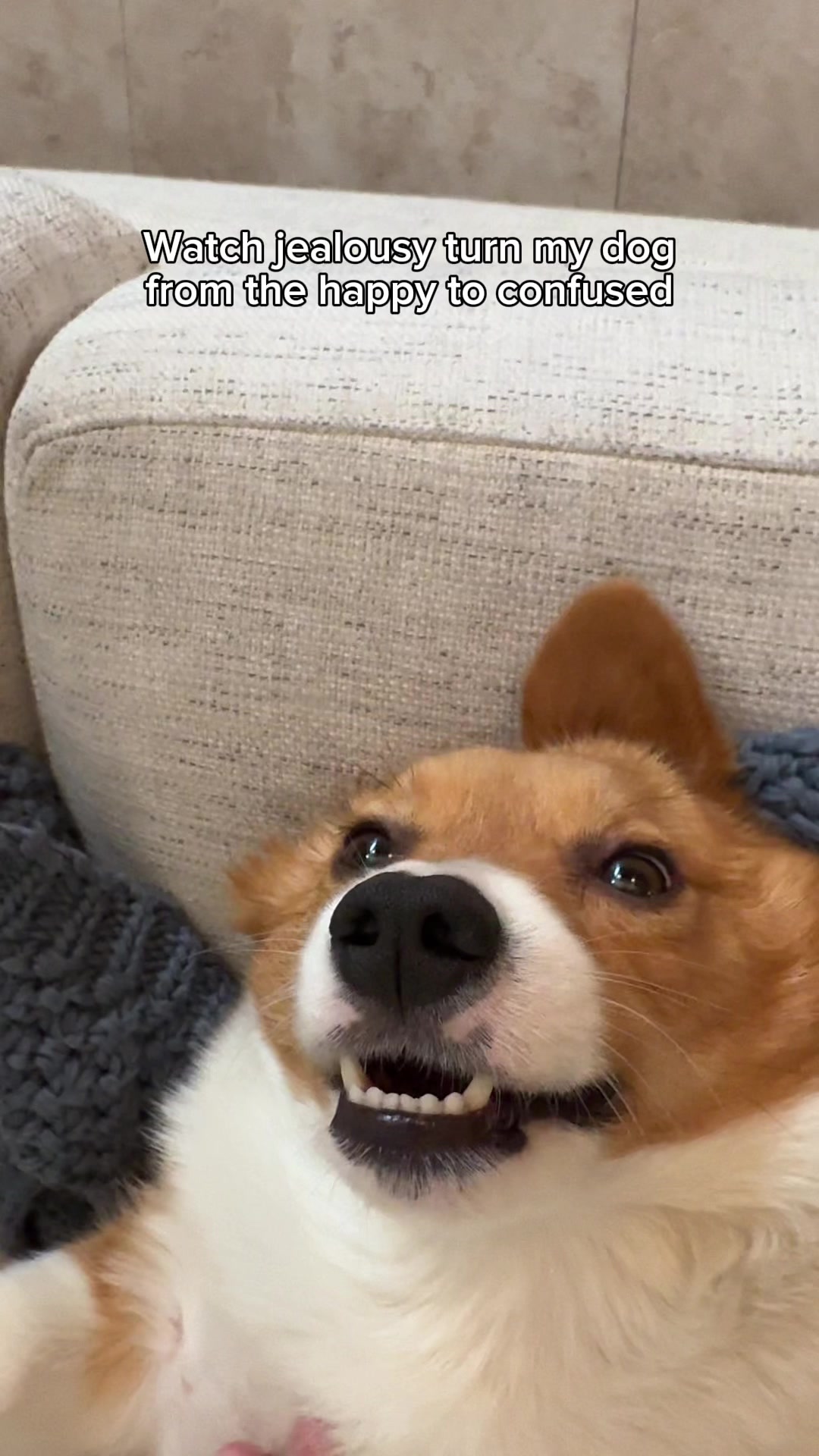 @Hope the Corgi