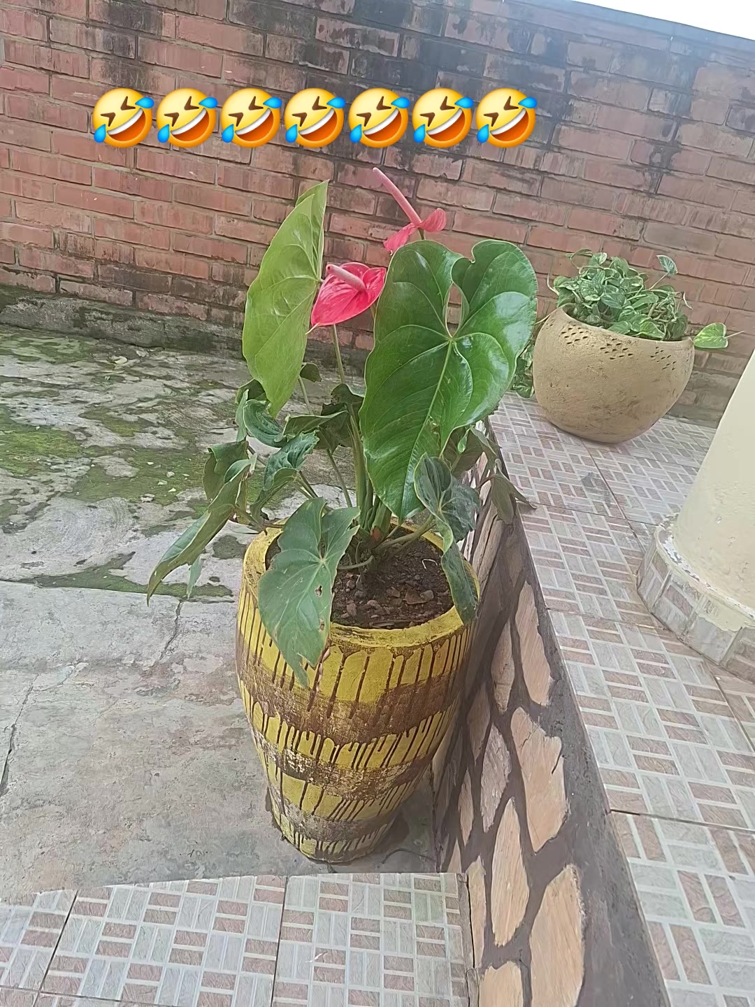 @Sunroots Herblife M leo🥰🥰