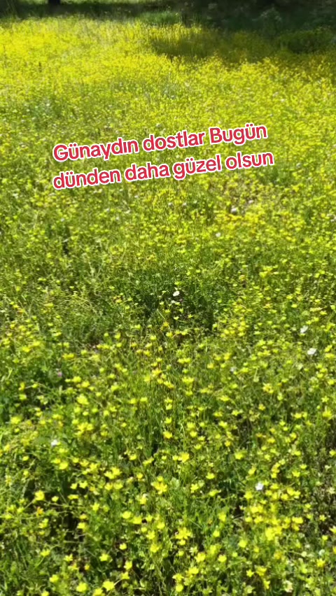 @Süleyman