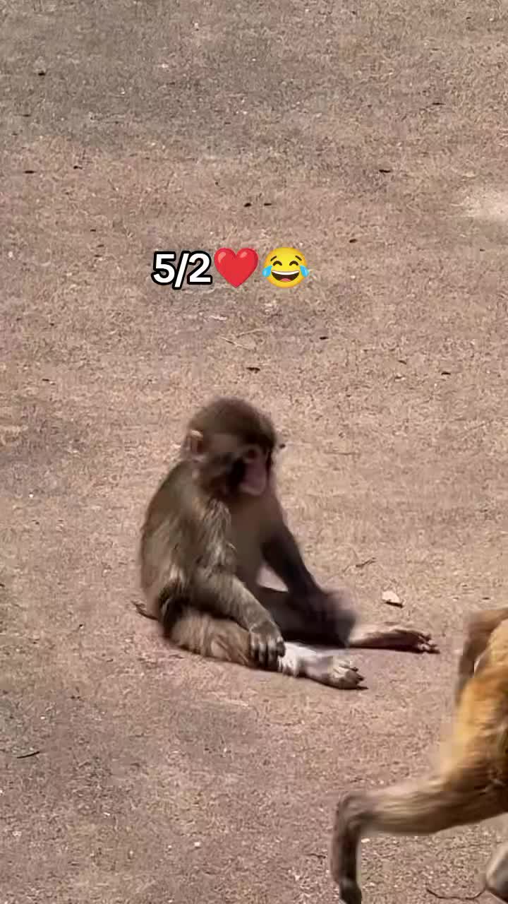 @Thepunchmonkey.com