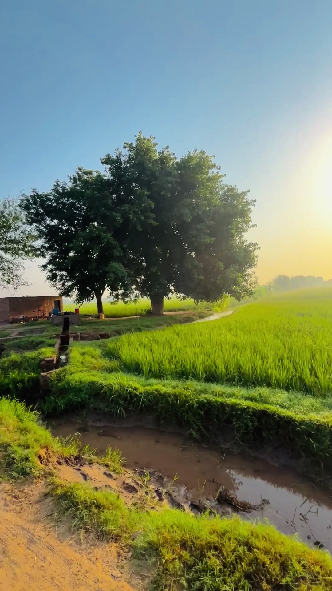 @سوہنا پنجاب🌾🫀
