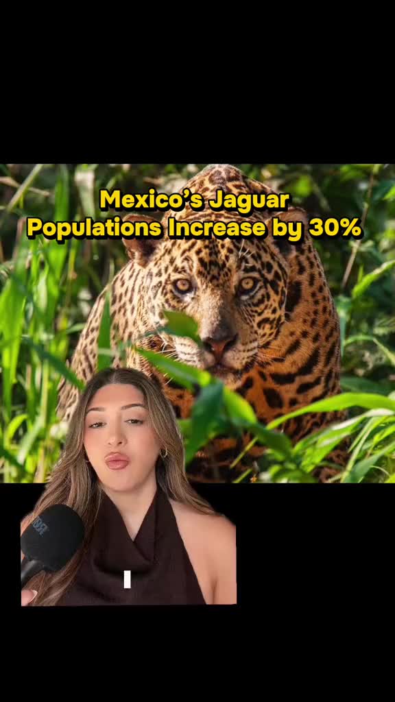 @Fernanda Cortes