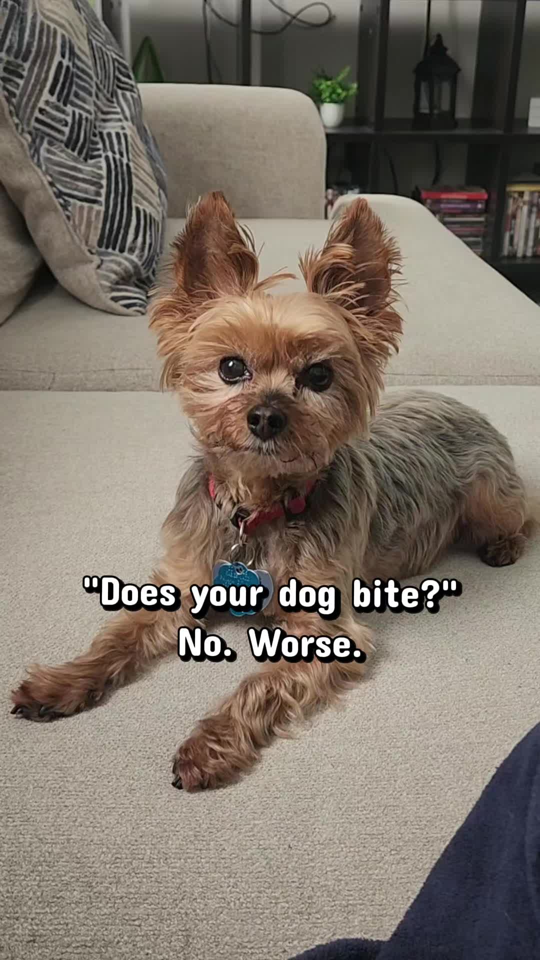 @Chase the Yorkie