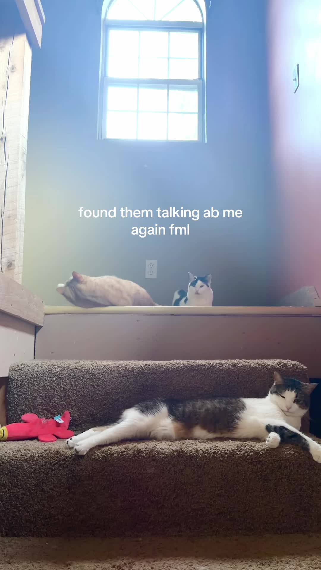 @bink the big orange cat