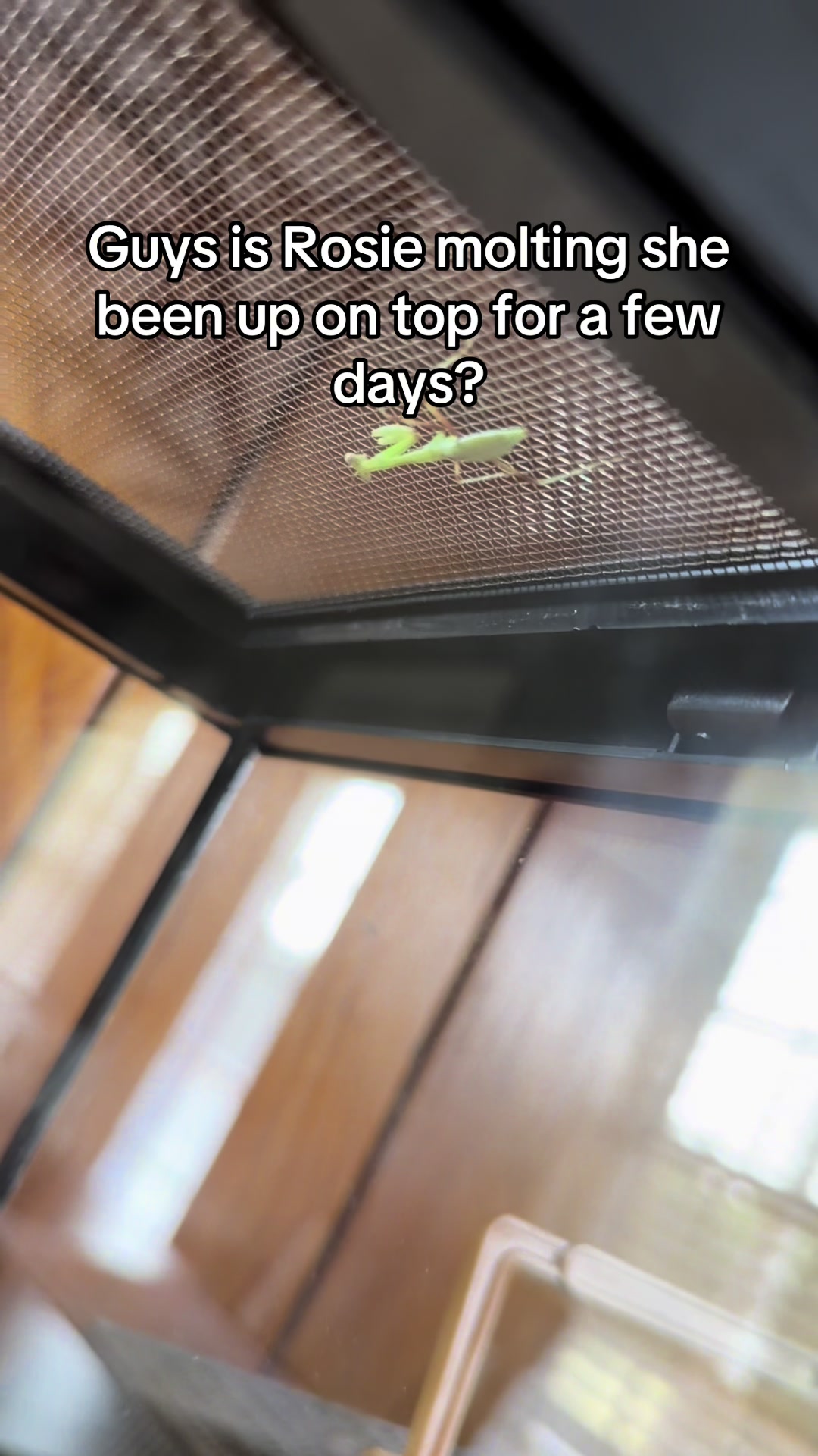 @🪲🐛Rain’s Exotic Pets🦗🐞