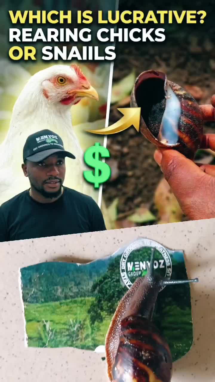 @NYAMAGORO MEAT 🇨🇲