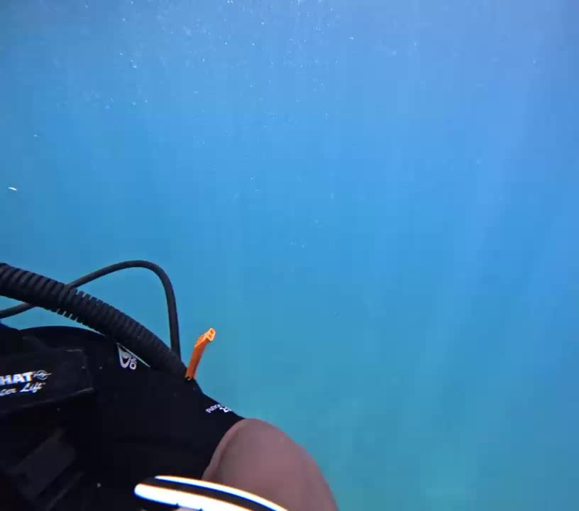 @Papamanyota dive centre kenya