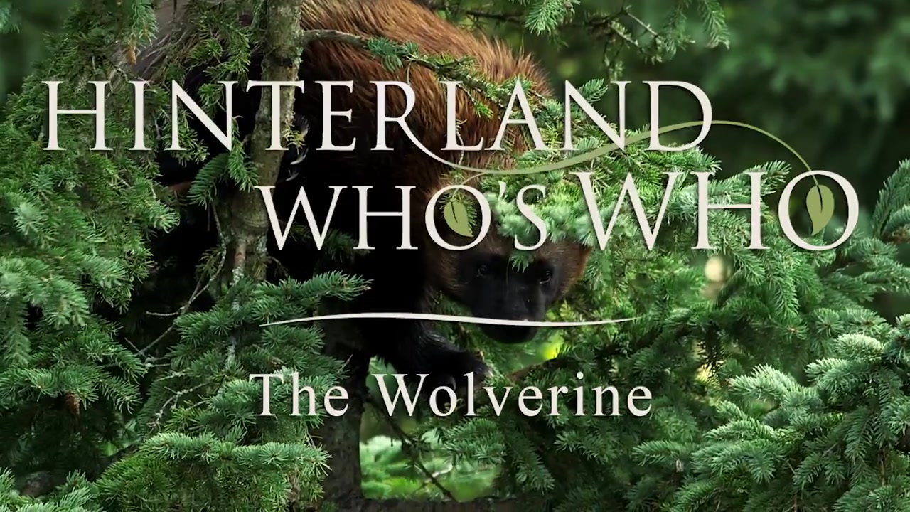 @Hinterland Who&rsquo;s Who