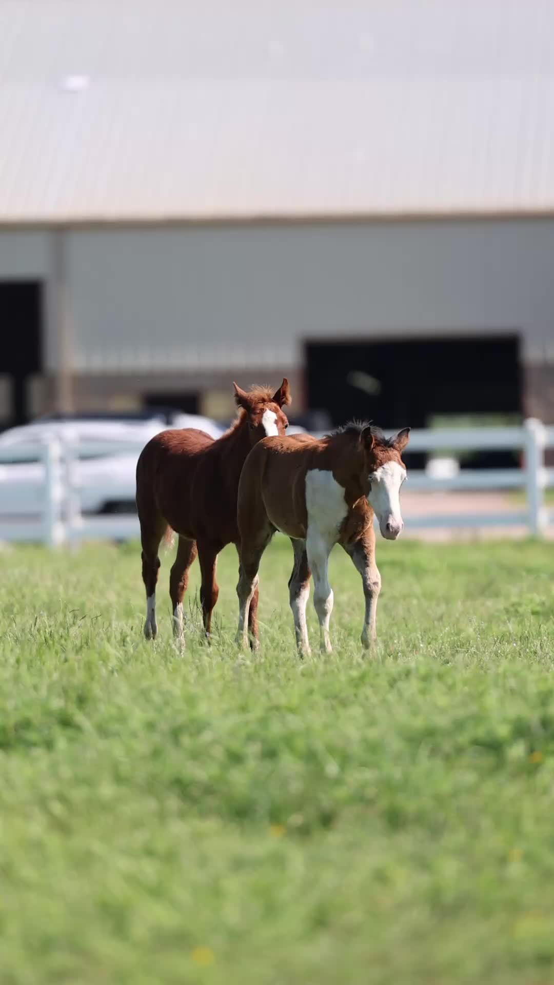 @Tom McCutcheon Reining Horses