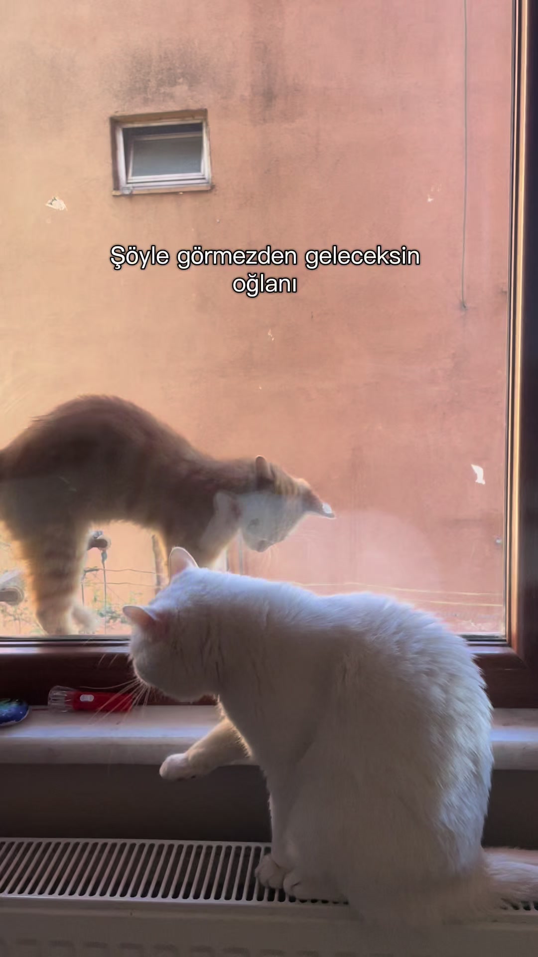 @Zemheri Mirboğa 🐈&zwj;⬛