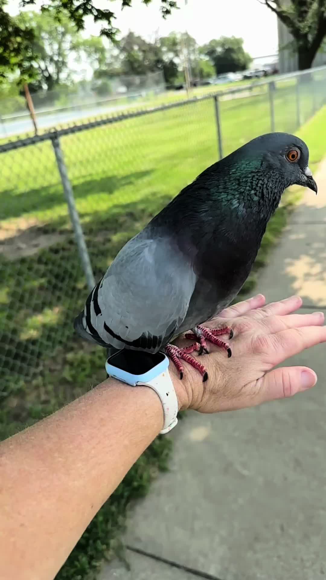 @Beebee The Pigeon