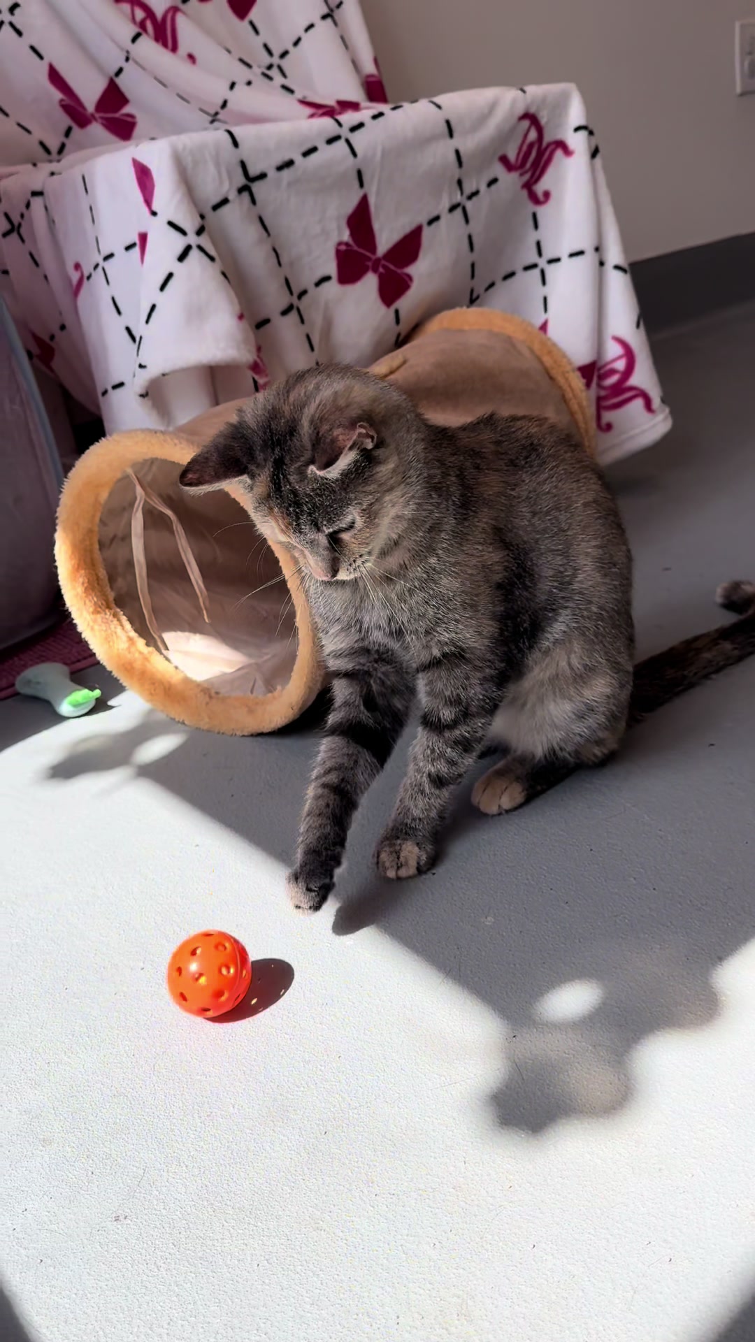 @Friends of Strays