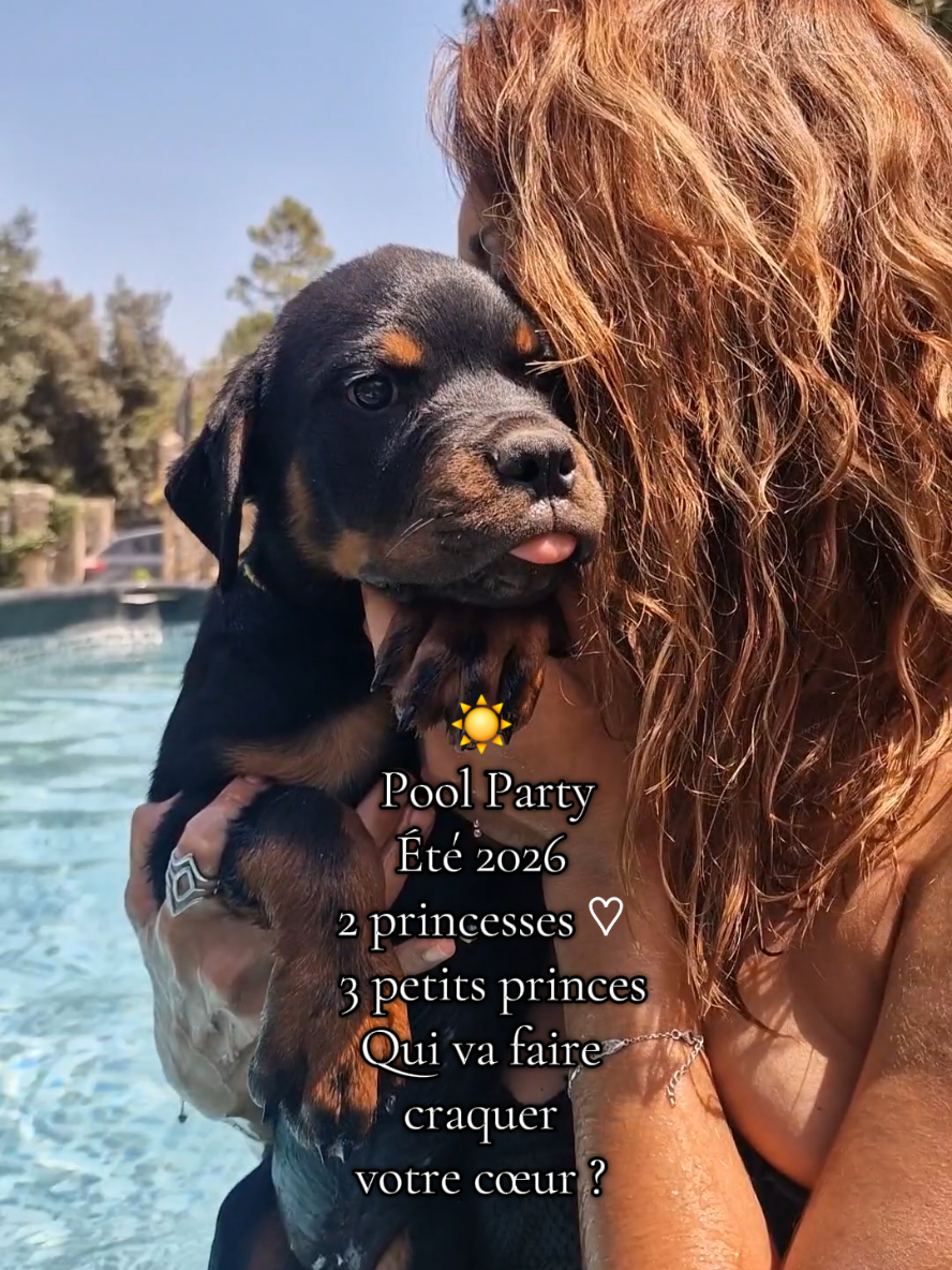 @Laetitia FACHETTi Rottweiler