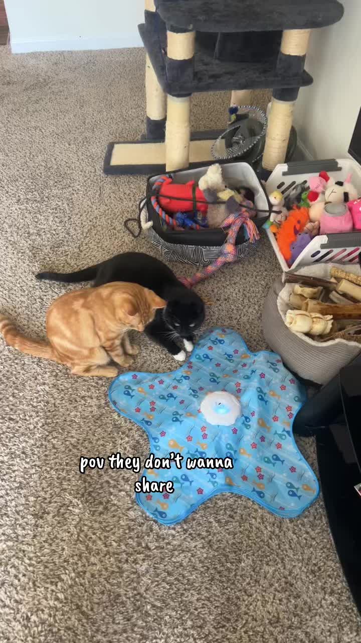 @lora&rsquo;s lil crew 🐈&zwj;⬛🫶🏼