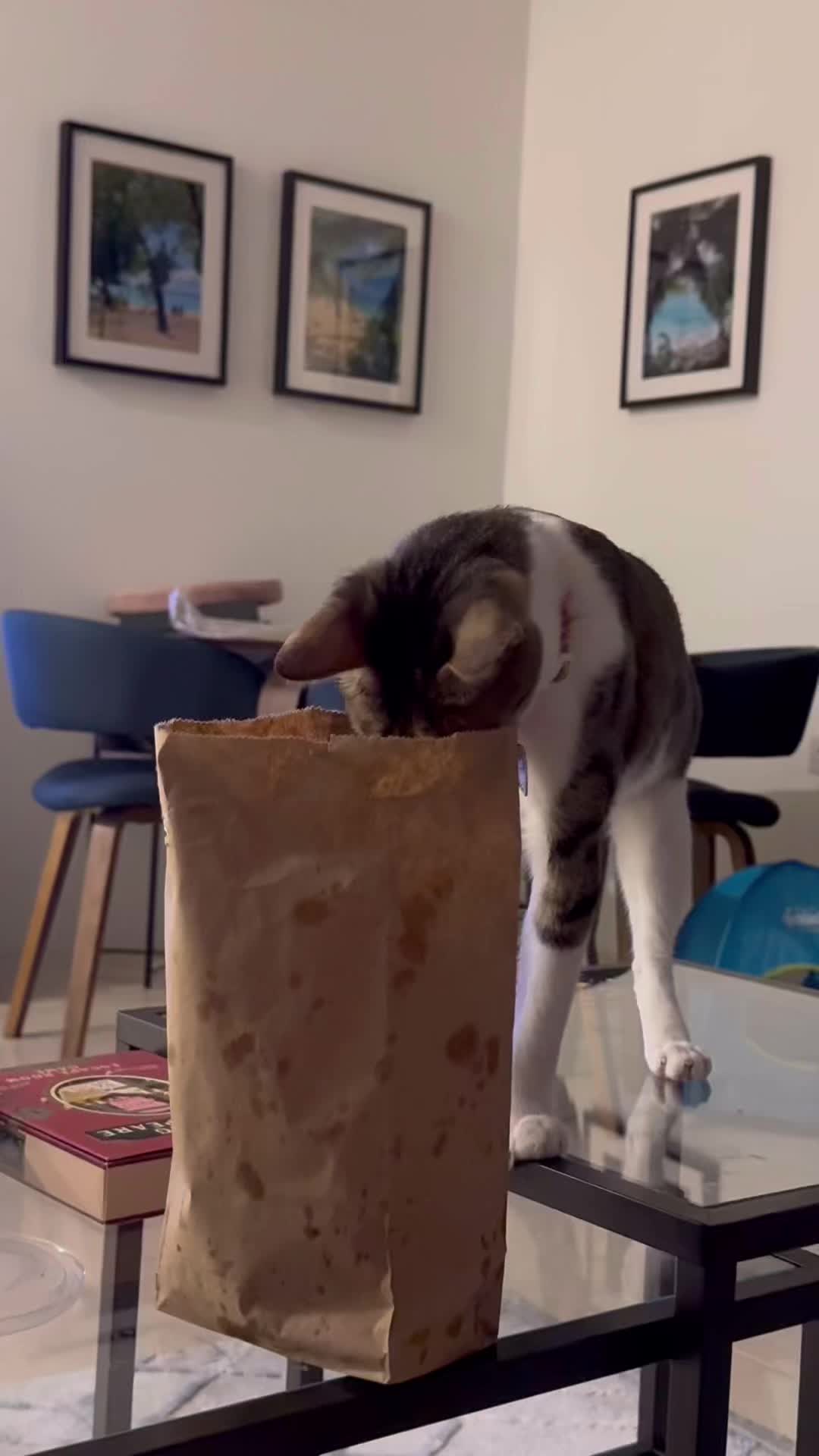 @Mahbooba The Cat
