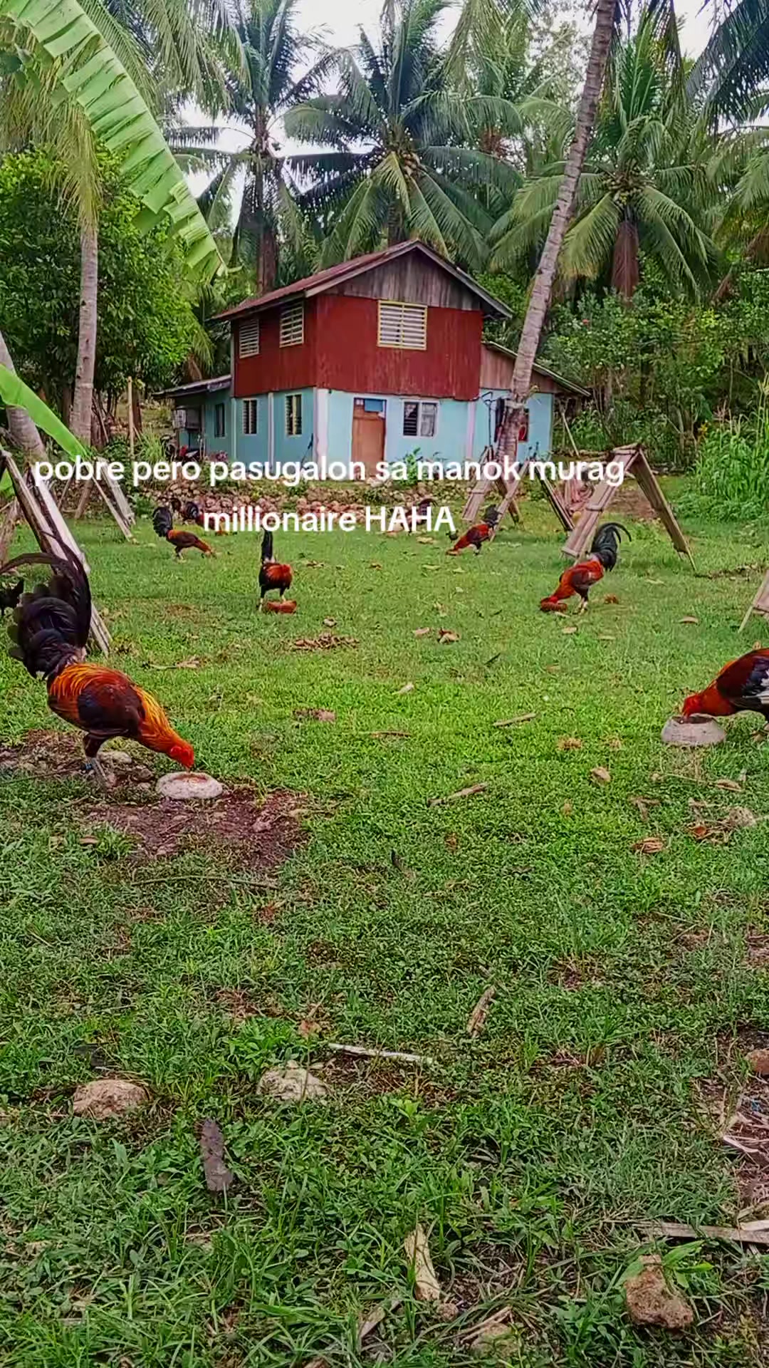 @BONALNOKK🐓