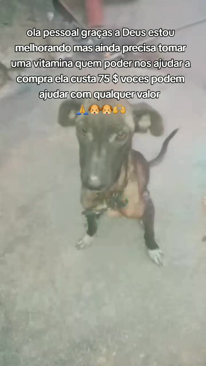 @Cãozinhoabandonado