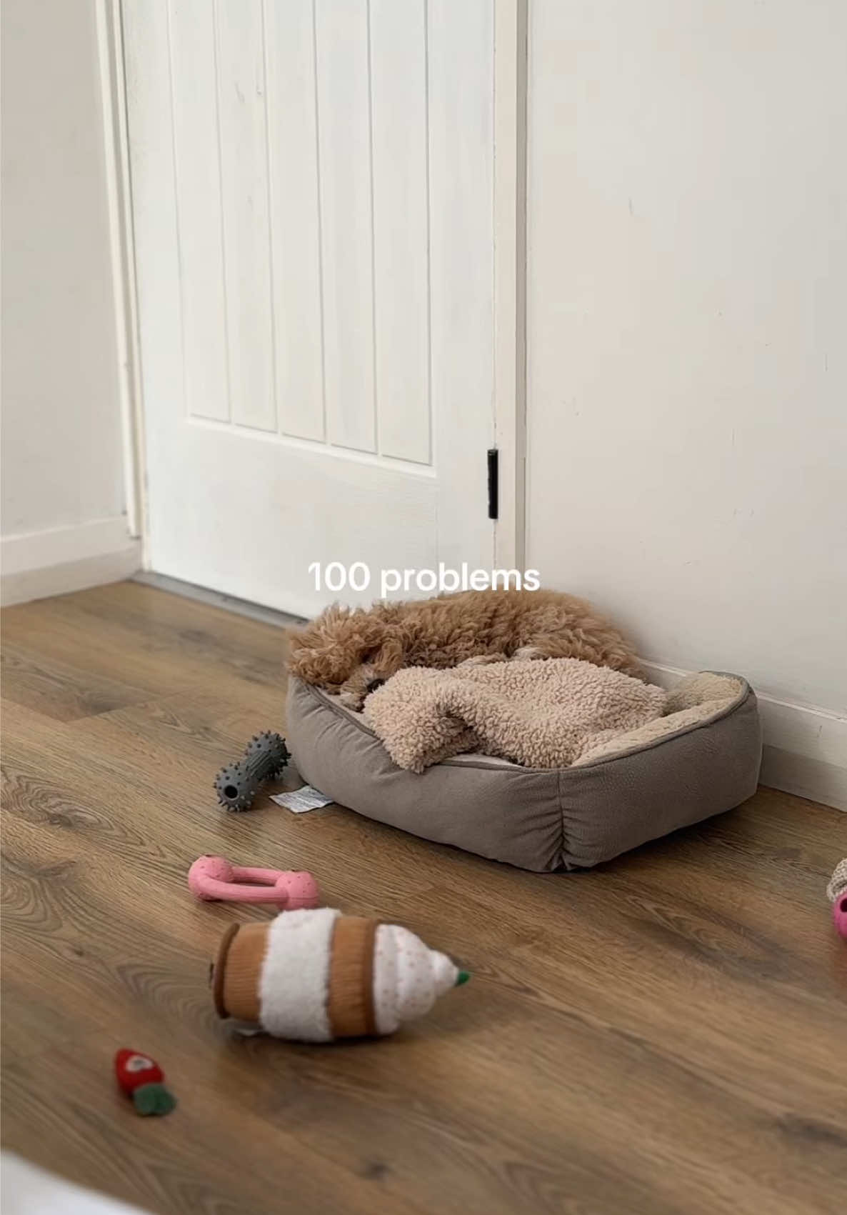 @Willow The Maltipoo