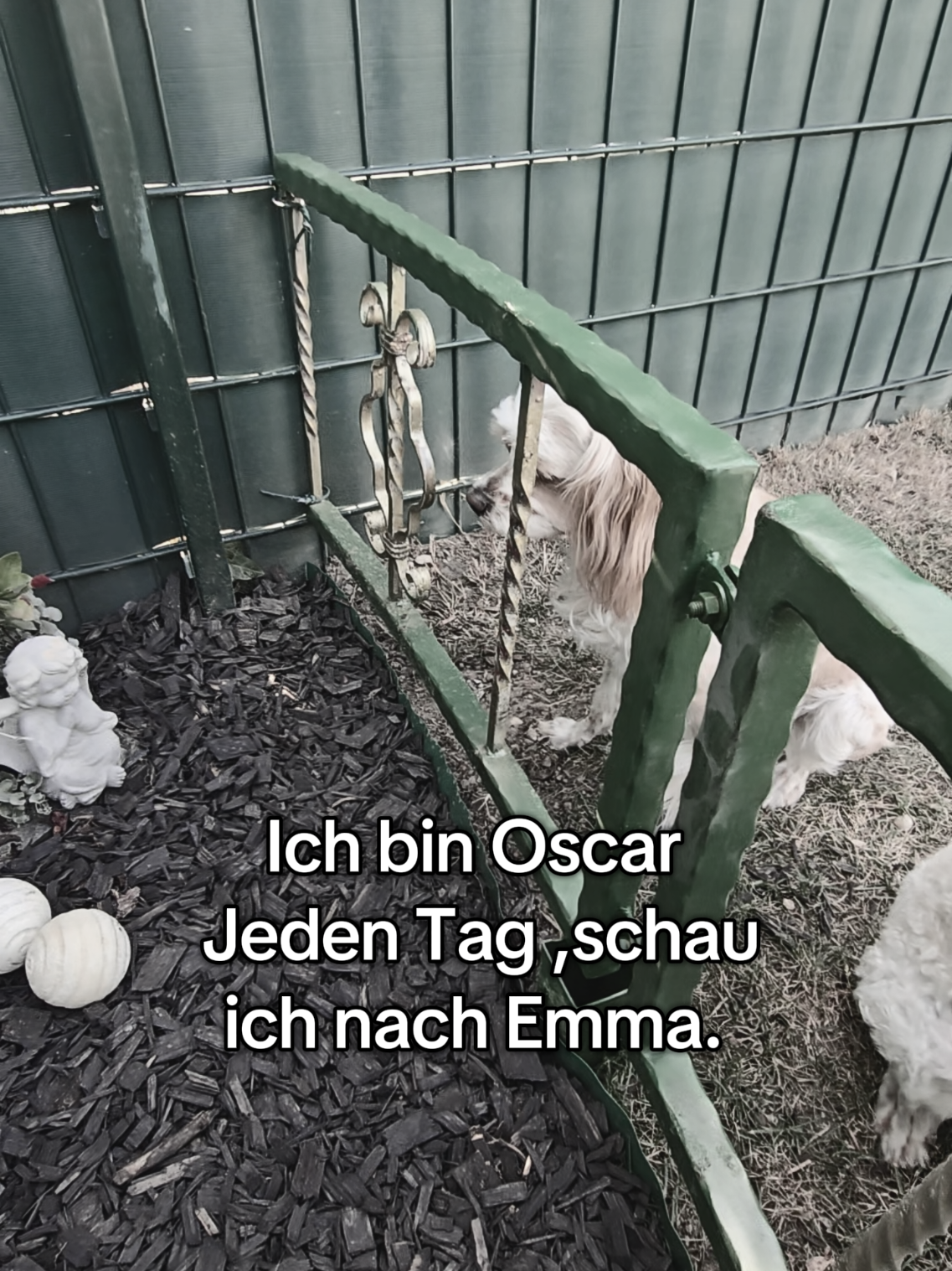 @Jazzy&Oscar's Hundeblog