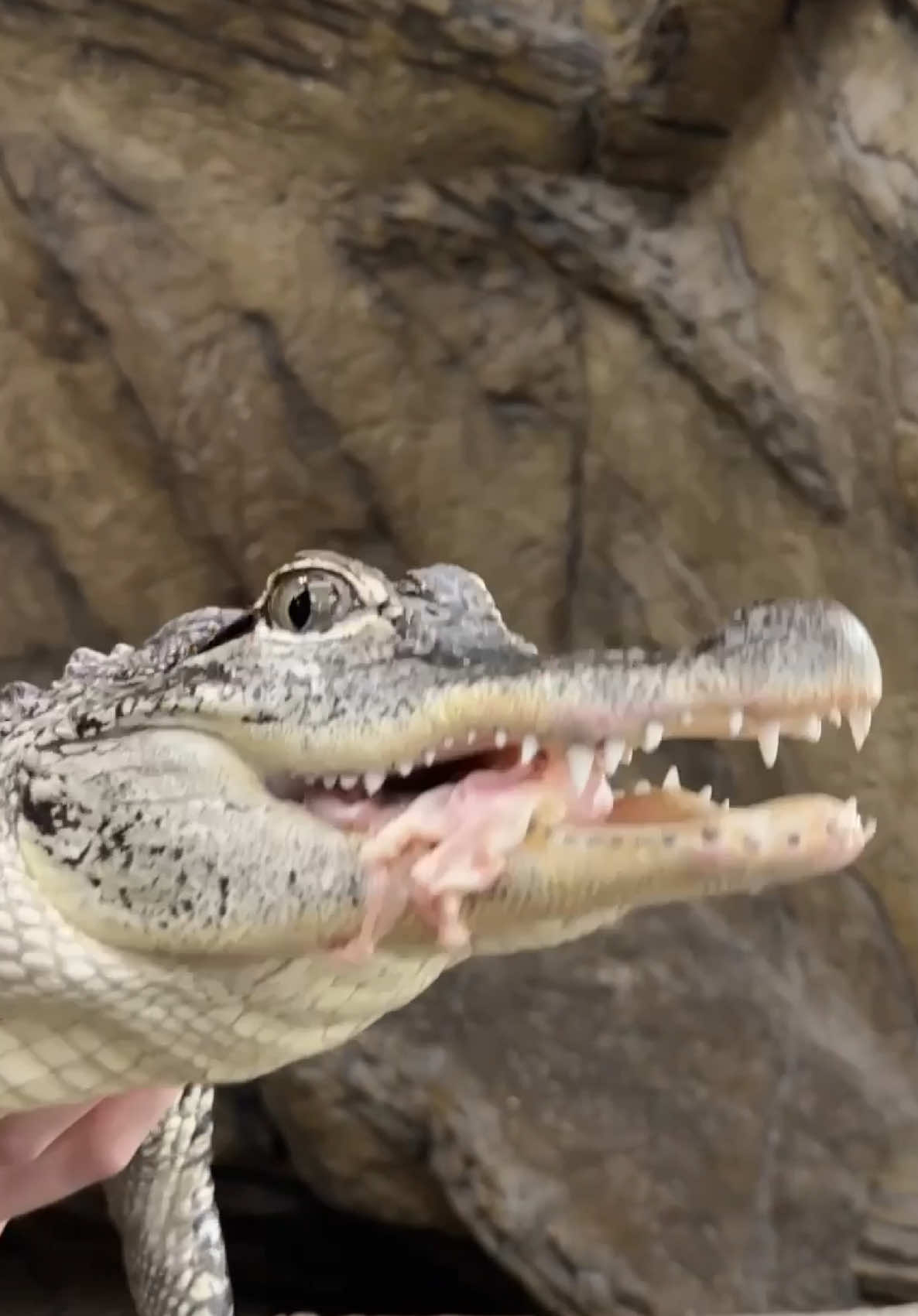 @The Reptile Zoo