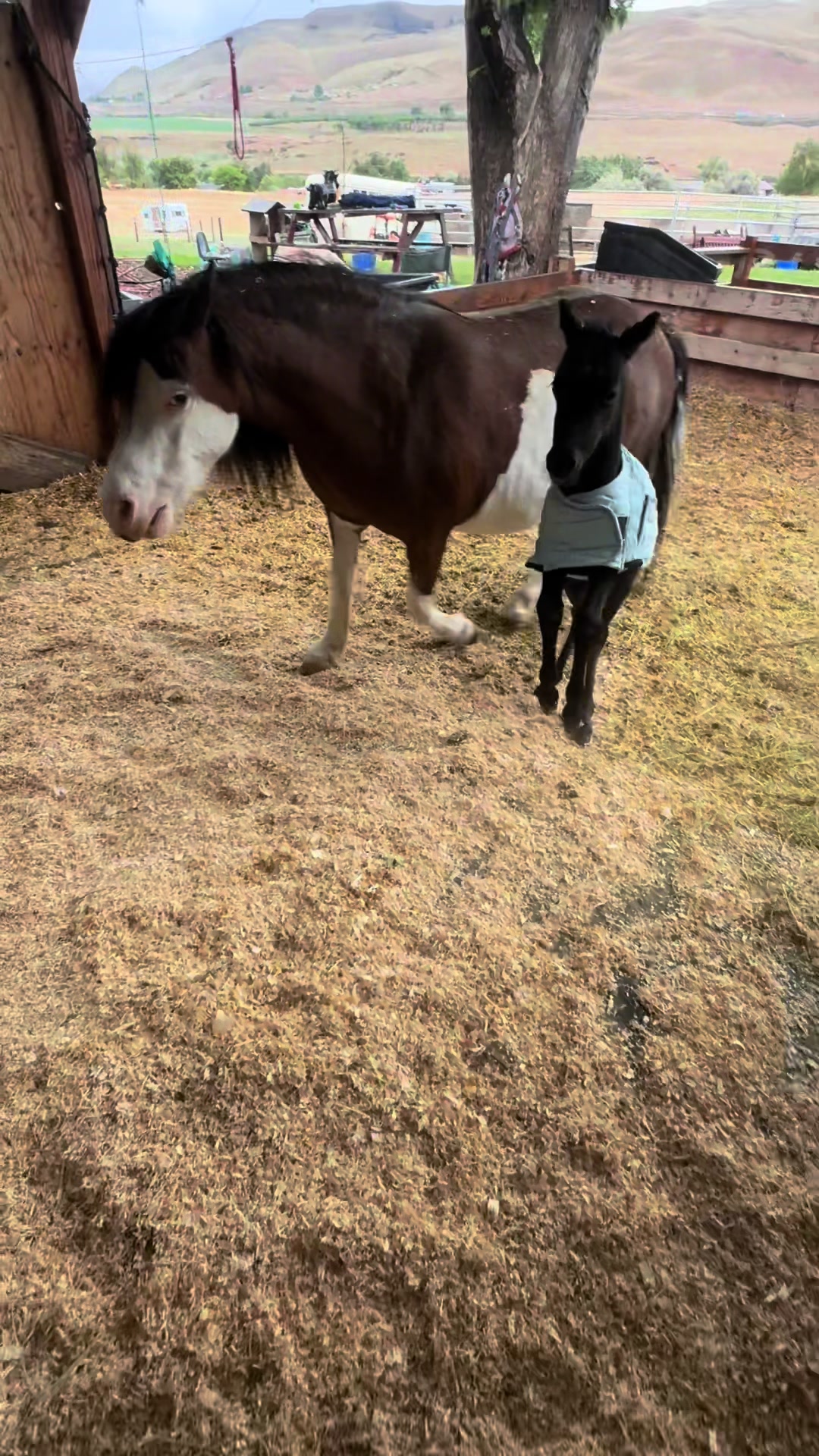 @Hot Sauce the Mini horse 🐎