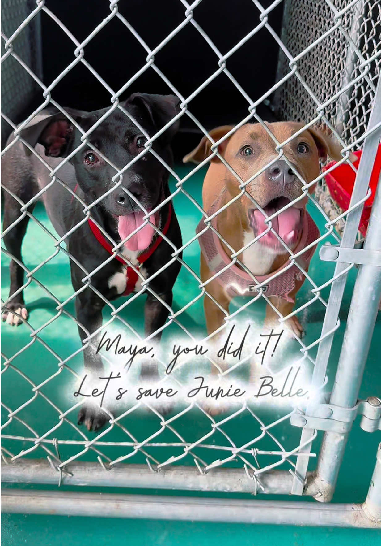 @shininglightanimalrescue