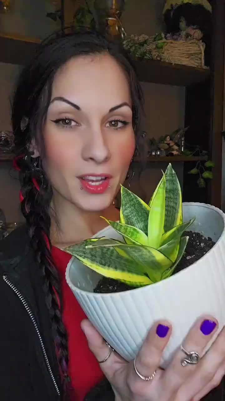 @MssFae