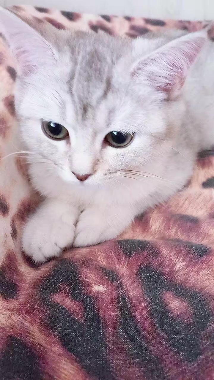 @𝙶&Ouml;𝙺𝙺𝚄Ş𝙰Ğ𝙸🌼