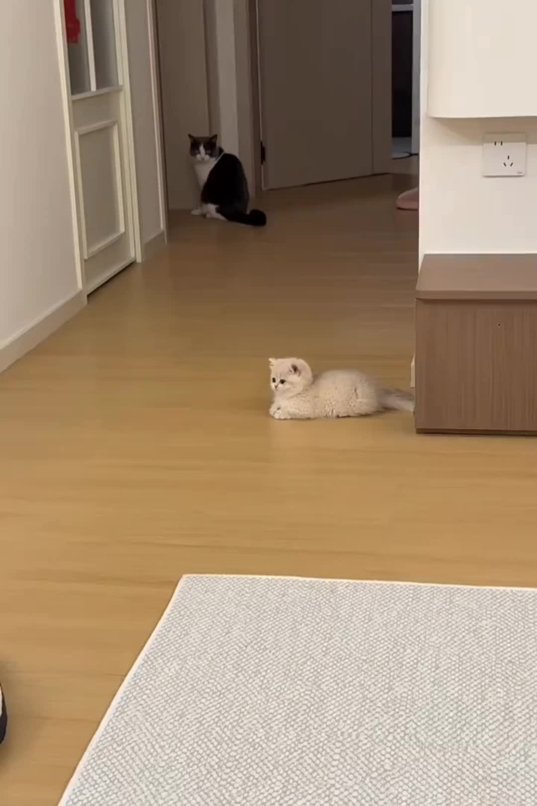 @cheerypaws