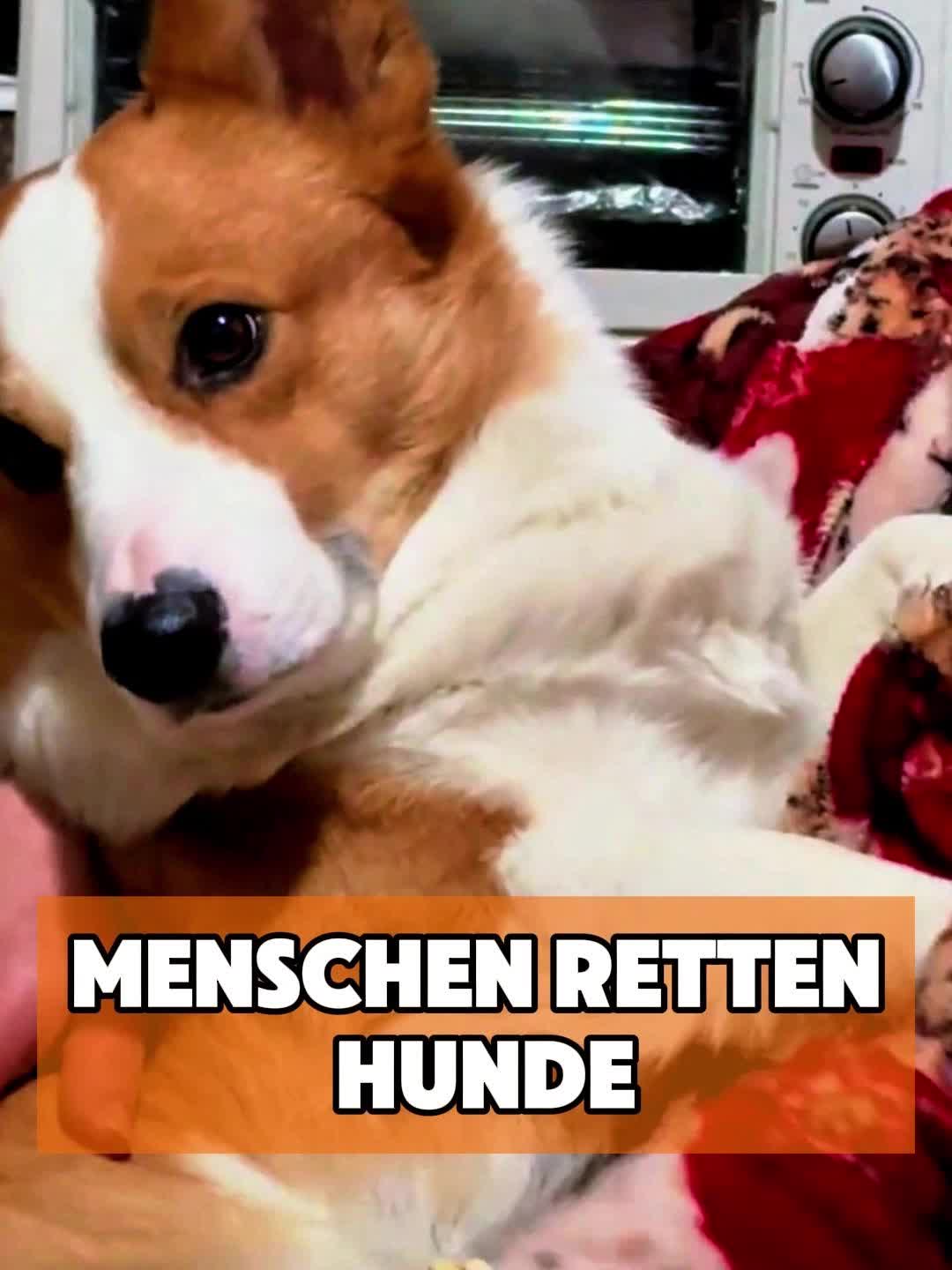 @toto_tier
